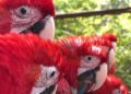 Guacamayos pytã a punto de ser liberados a su hábitat natural 