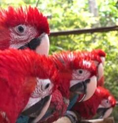 Guacamayos pytã a punto de ser liberados a su hábitat natural 