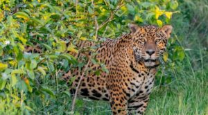 Ante peligro de extinción del yaguareté en ñañe retâ instan a su protección 