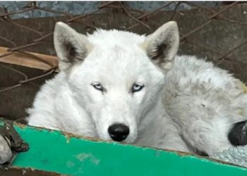 Paraguaya fue apresada por microtráfico y encontraron en su casa un lobo blanco