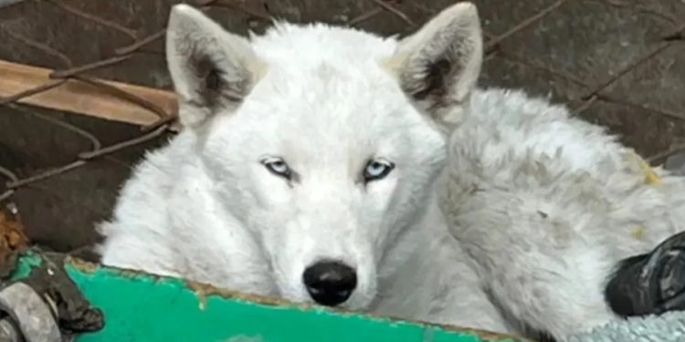 Paraguaya fue apresada por microtráfico y encontraron en su casa un lobo blanco