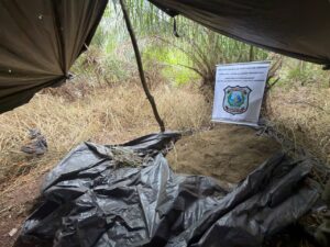 Localizan varias hectáreas de macoña en estancia