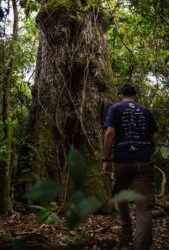 Caravana ambiental midió ocho gigantescos árboles