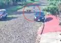 Le mordió un jagua suelto