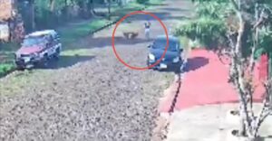 Le mordió un jagua suelto