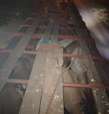 ¡Salvan a 26 kavaju opêmbáva del matadero!